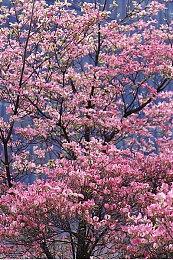 《如龙7外传：无名之龙》新情报 支线剧情分量十足